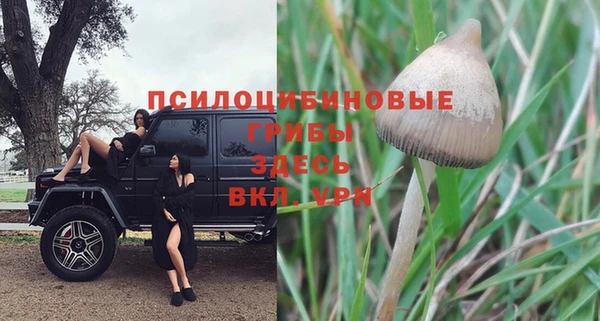 прущие грибы Верхний Тагил