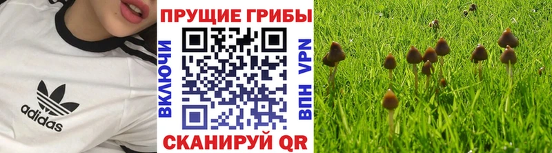 закладка  Луза  Галлюциногенные грибы Magic Shrooms 